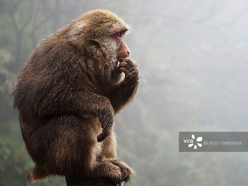 沉思猴图片素材