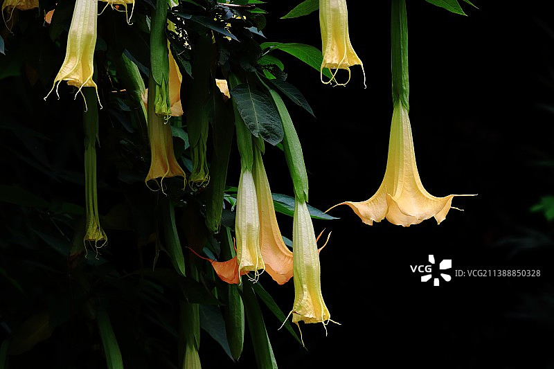 曼陀罗图片素材