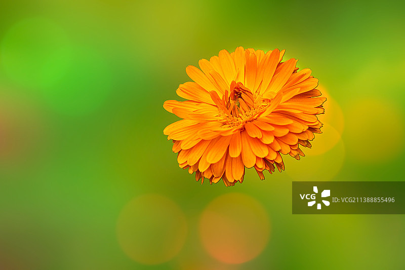 金盏花图片素材