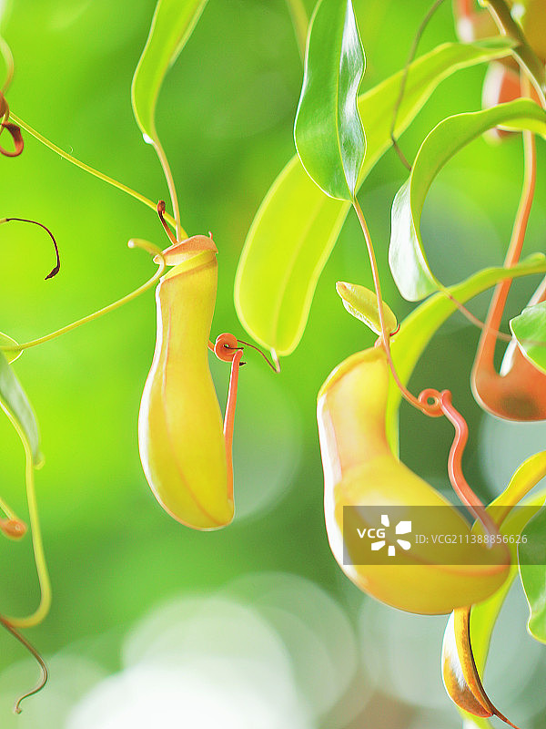 猪笼草图片素材