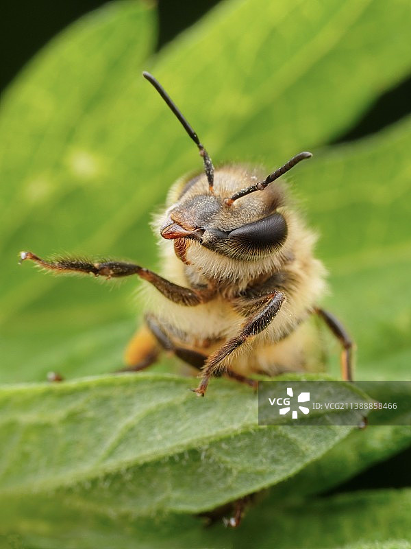 演说家图片素材