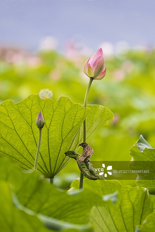 躲在荷叶下遮阳的麻雀图片素材