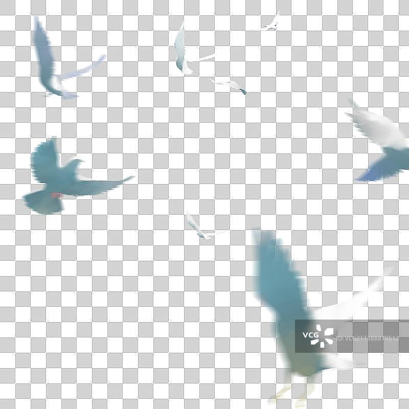 飞动的鸽子图片素材