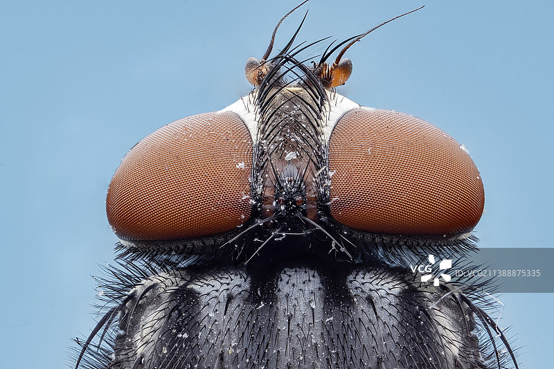 家蝇复眼图片素材