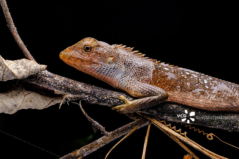 变色树蜥图片素材