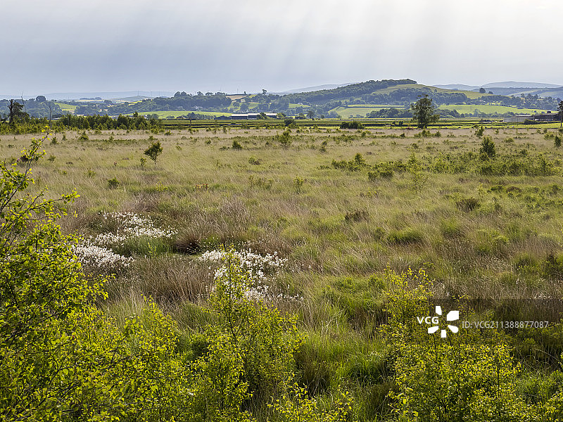 富尔肖沼泽：英国南坎布里亚郡的低地凸起泥炭沼泽，既是自然保护区，又对碳封存至关重要图片素材