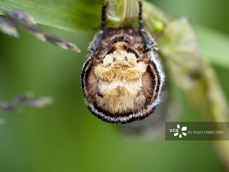 银桦茸蛾，在英国兰开夏郡Silverdale的Leighton Moss自然保护区，完美伪装成折断的桦树枝图片素材