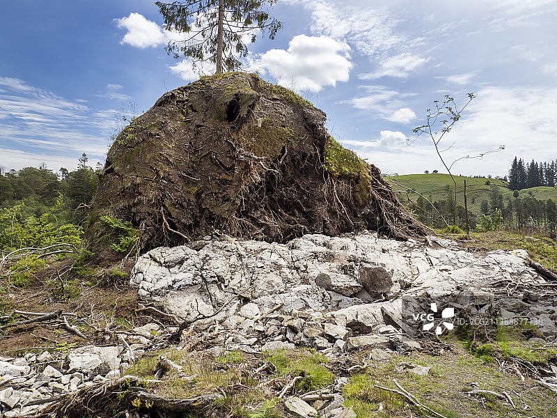英国湖区塔恩豪斯被阿文风暴吹倒的树图片素材