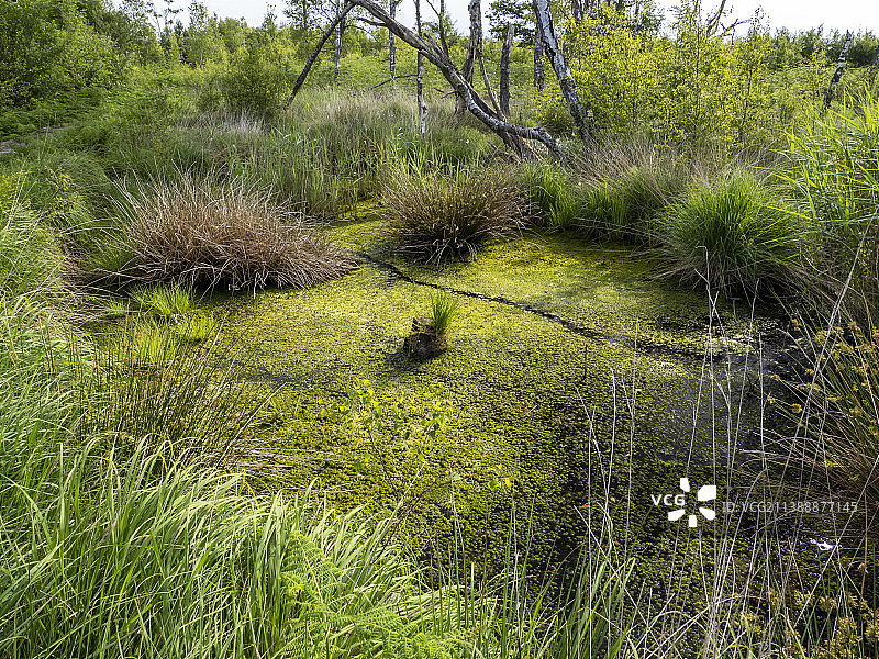 英国南坎布里亚郡富尔肖沼泽的池塘：重要的固碳自然保护区图片素材