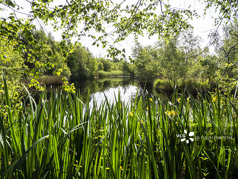 英国南坎布里亚郡富尔肖沼泽的池塘：重要的固碳自然保护区图片素材