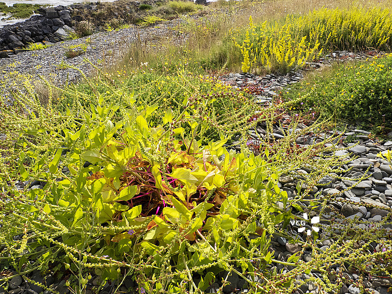 英国坎布里亚郡莫克姆湾富尔内岛上的海甜菜、甜菜和其他野花图片素材