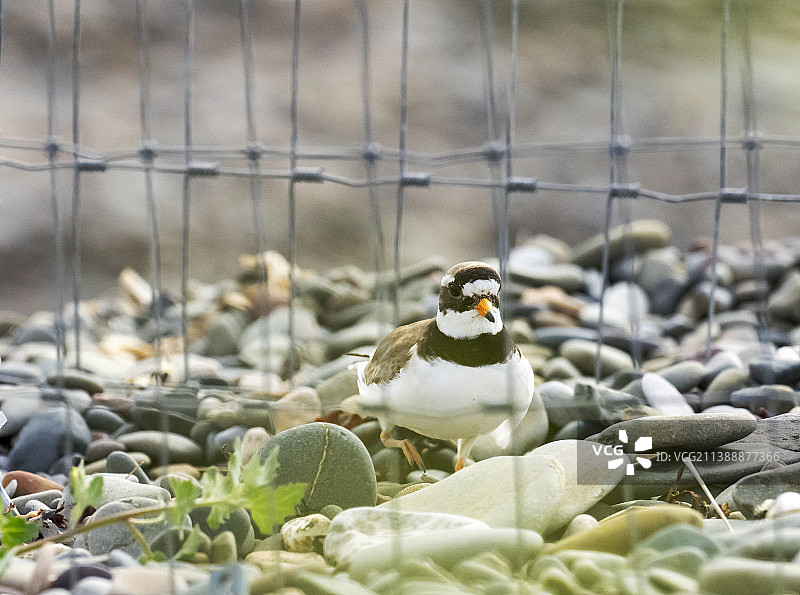 环颈鸻在卵石海滩的巢中孵化幼鸟（英国坎布里亚郡）图片素材