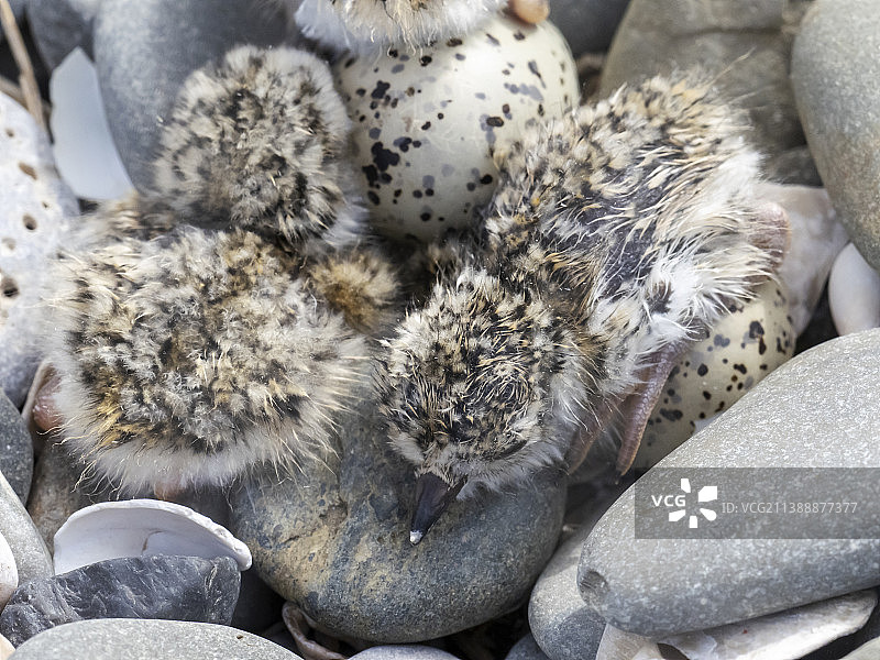 在英国坎布里亚郡莫克姆湾富尔内岛的卵石滩上，新孵出的环颈鸻雏鸟巢穴的特写。巢穴上覆盖着金属网以保护鸟巢。图片素材