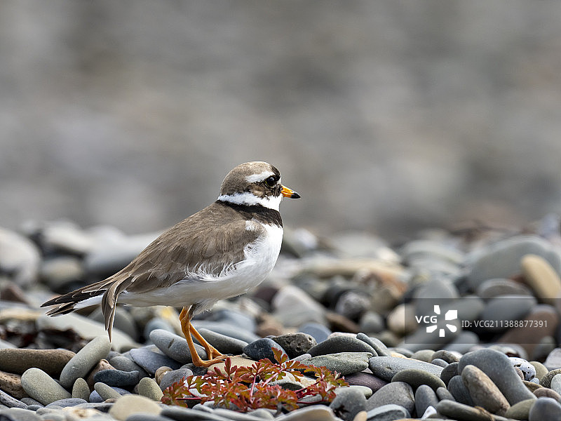 英国坎布里亚莫克姆湾富尔内岛卵石滩上的环颈鸻图片素材