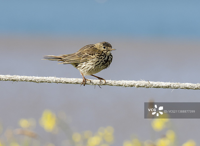 英国坎布里亚莫克姆湾富尔内岛上的鹨鸟图片素材