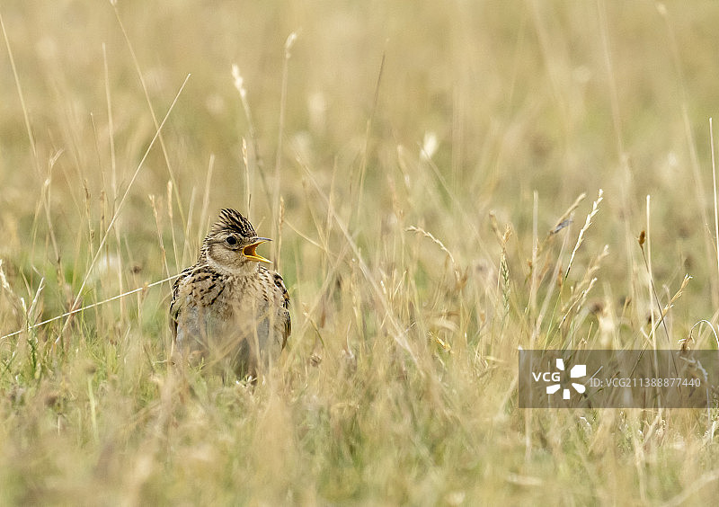在英国坎布里亚郡瓦尔尼岛上歌唱的欧亚云雀图片素材