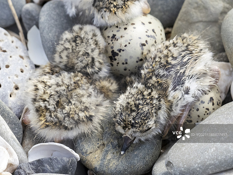 在英国坎布里亚郡莫克姆湾富尔内岛的卵石滩上，新孵出的环颈鸻雏鸟巢穴的特写。巢穴上覆盖着金属网以保护鸟巢。图片素材