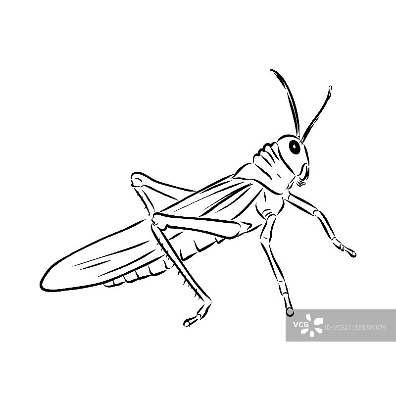 白色背景上的蝗虫轮廓草图图片素材