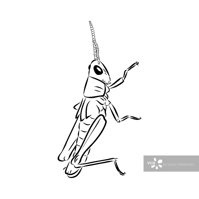 白色背景上的蝗虫轮廓草图图片素材