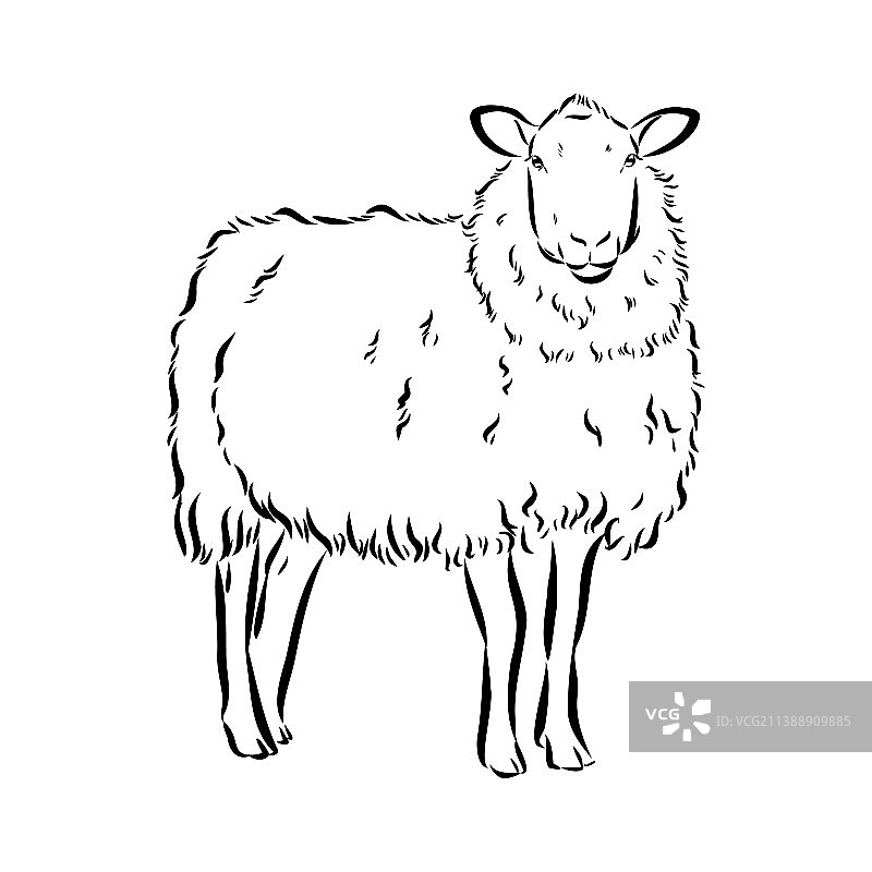 黑色绵羊手绘素描图片素材