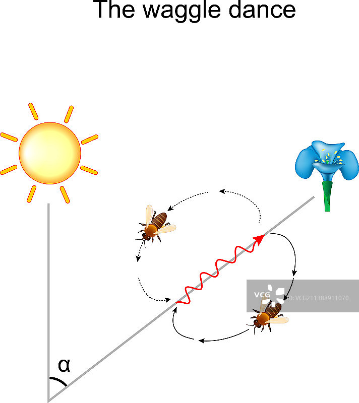 蜜蜂的摇摆舞图片素材