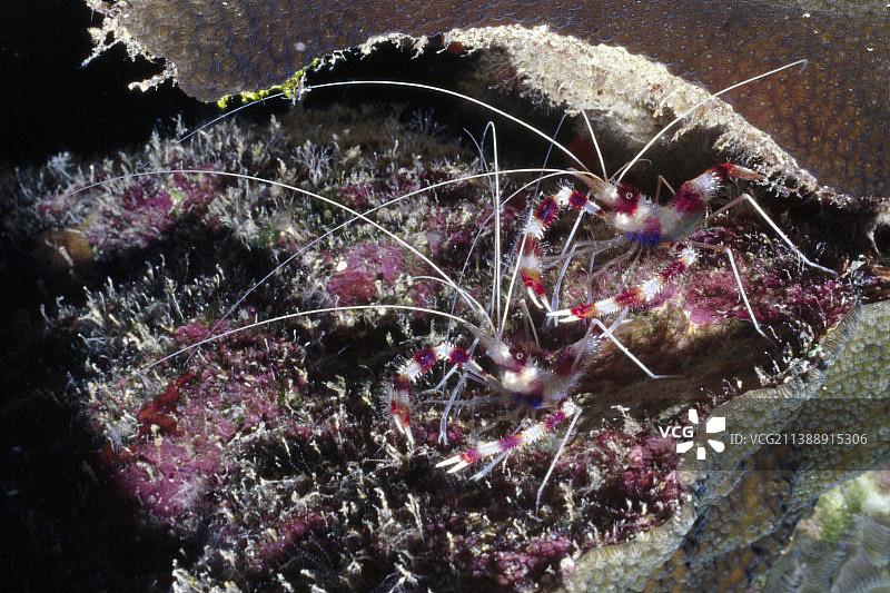 一对纹 banded 珊瑚虾图片素材