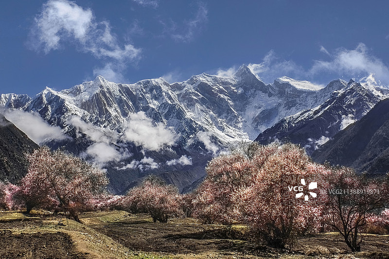 雪域桃花—南迦巴瓦图片素材