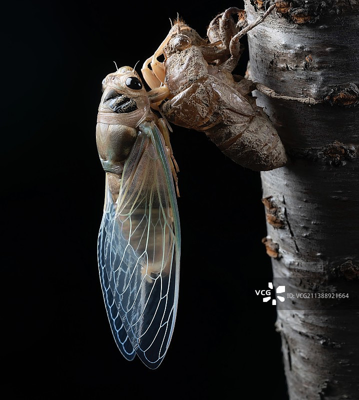 金蝉脱壳图片素材