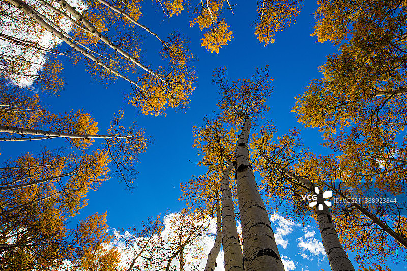 秋天金黄的杨树图片素材