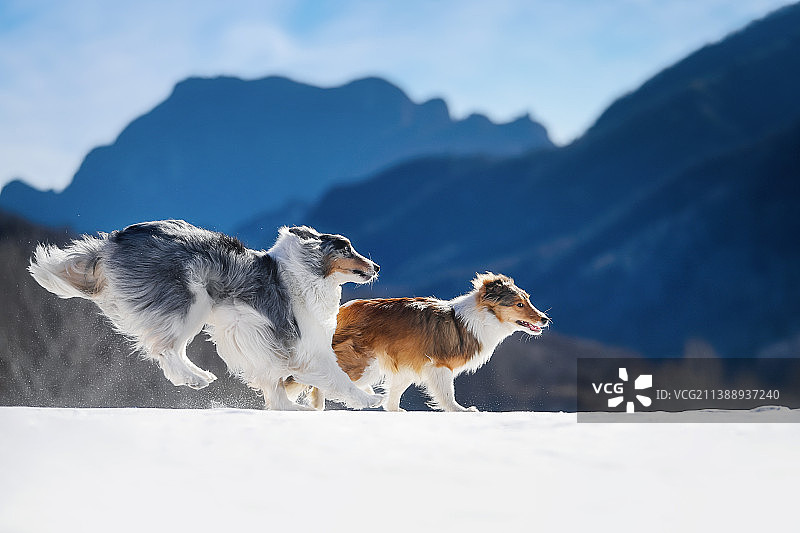 雪地中的边境牧羊犬和喜乐蒂牧羊犬图片素材