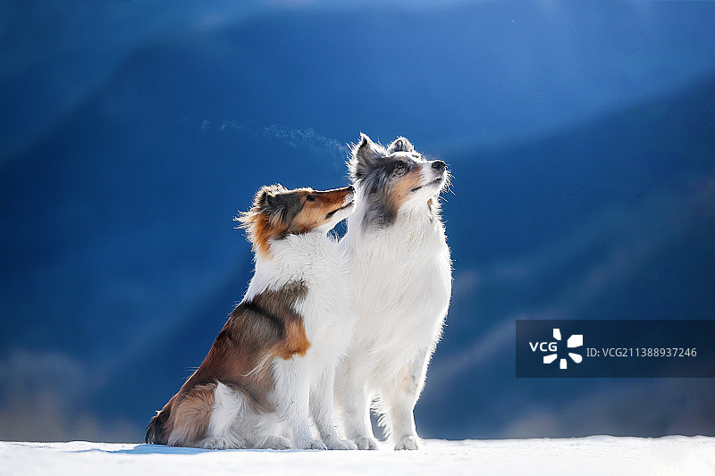 雪地中的边境牧羊犬和喜乐蒂牧羊犬图片素材