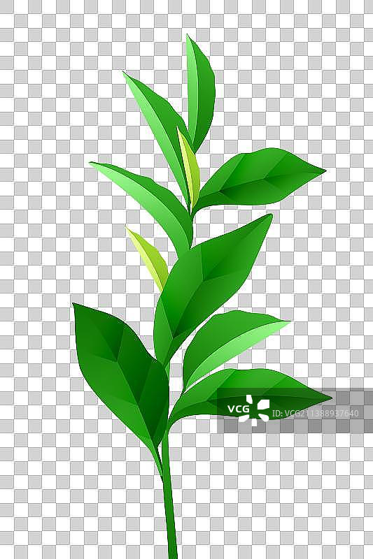绿茶 茶叶元素图片素材