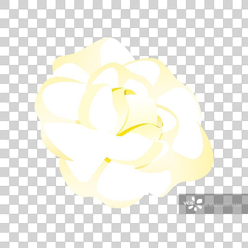 一朵白色山茶花图片素材