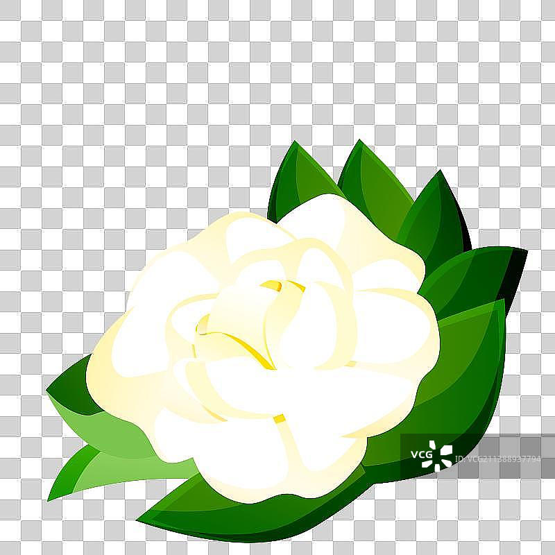 一朵白色山茶花图片素材