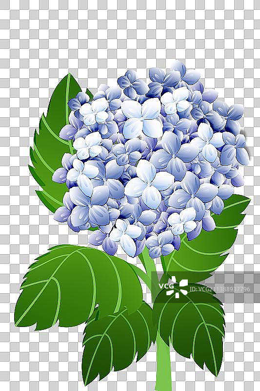 一株绣球花图片素材