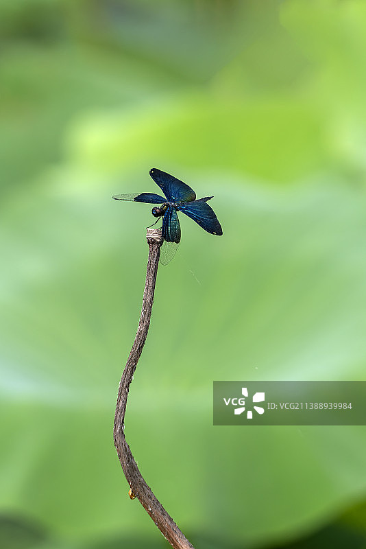 蜻蜓荷叶图片素材