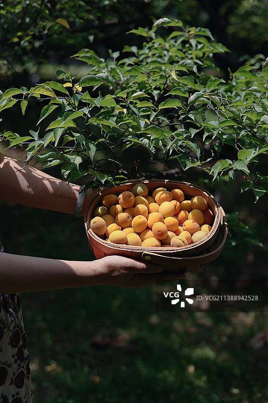 青梅黄了图片素材