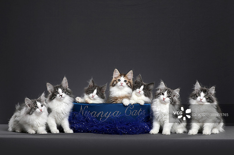 挪威森林猫图片素材