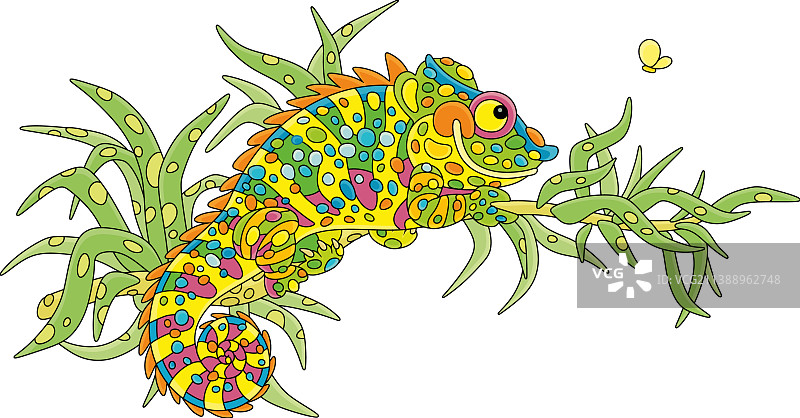 隐藏在热带树上的彩色变色龙图片素材