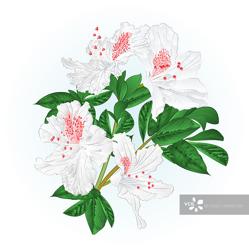 开花的白色杜鹃花灌木图片素材