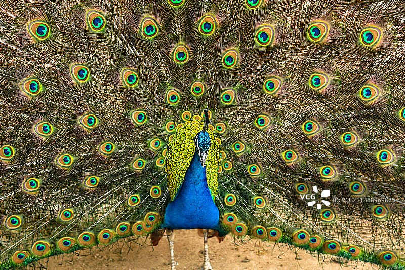 孔雀亮翅图片素材