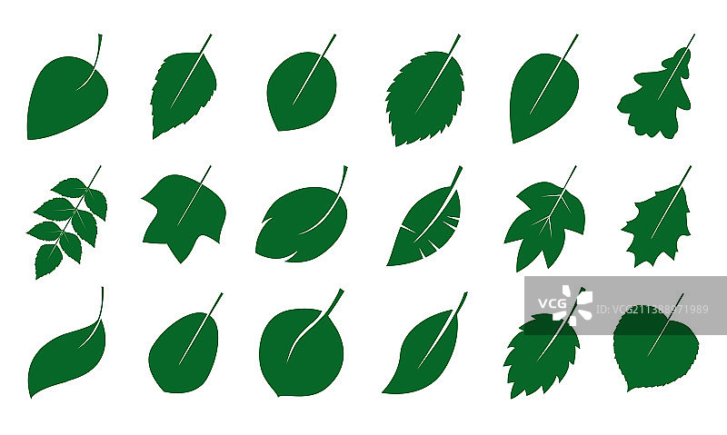 一组分离的绿叶图片素材