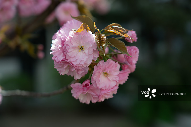 粉色日本晚樱关山樱花桃花特写镜头花头花簇图片素材