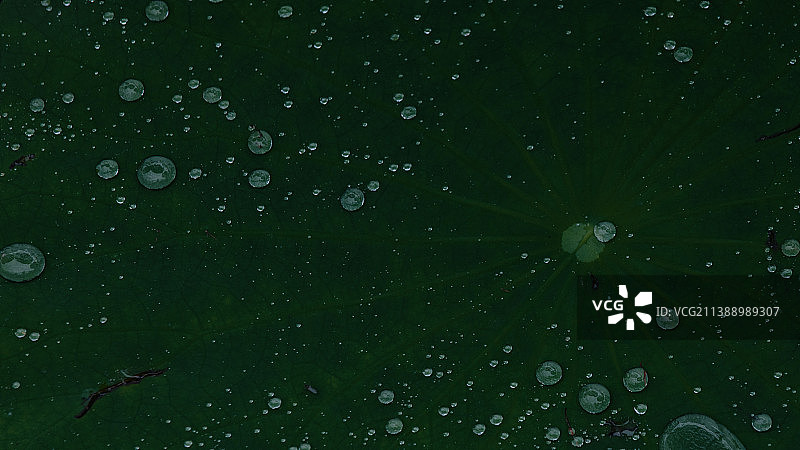 下雨天池塘里荷叶上晶莹剔透的水珠图片素材