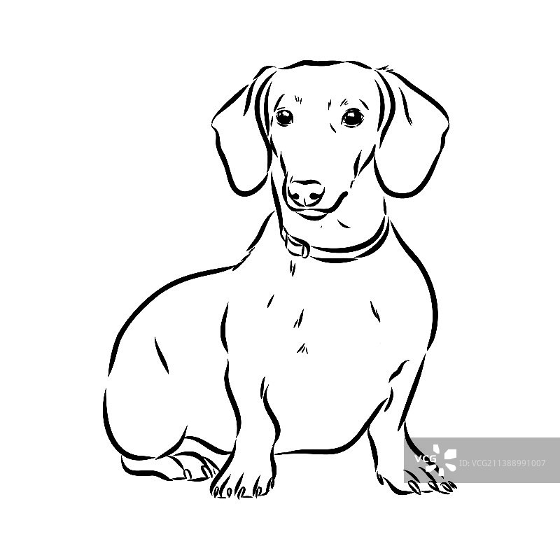 手绘腊肠犬图片素材