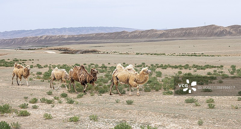 戈壁骆驼图片素材