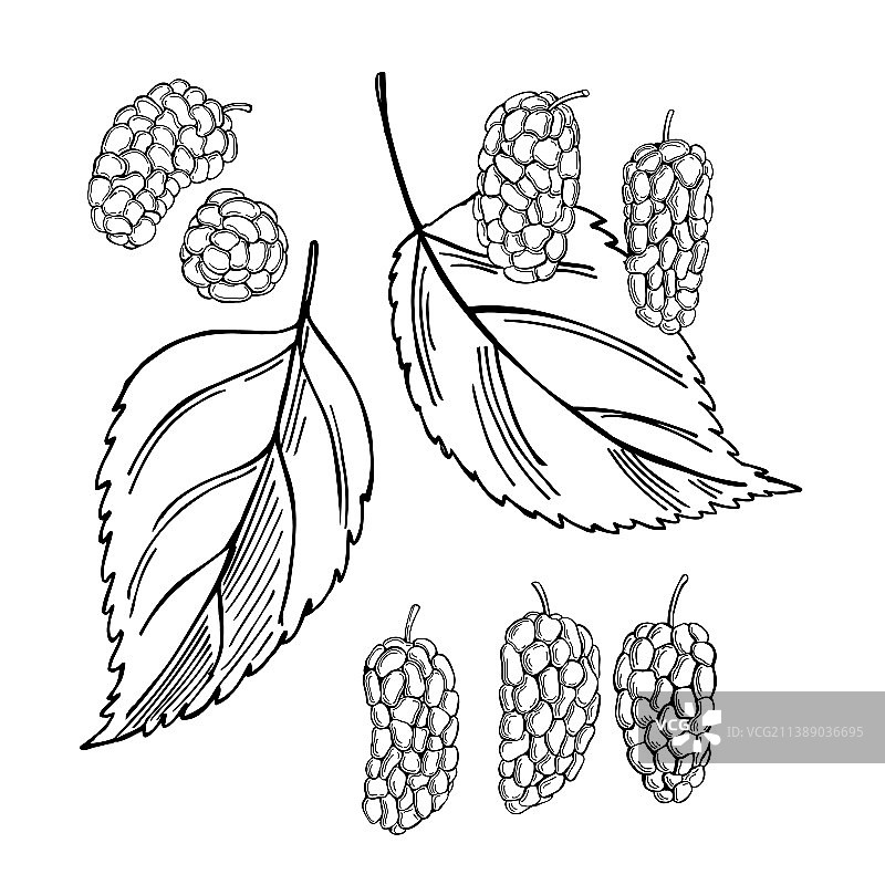 手绘桑葚速写图片素材
