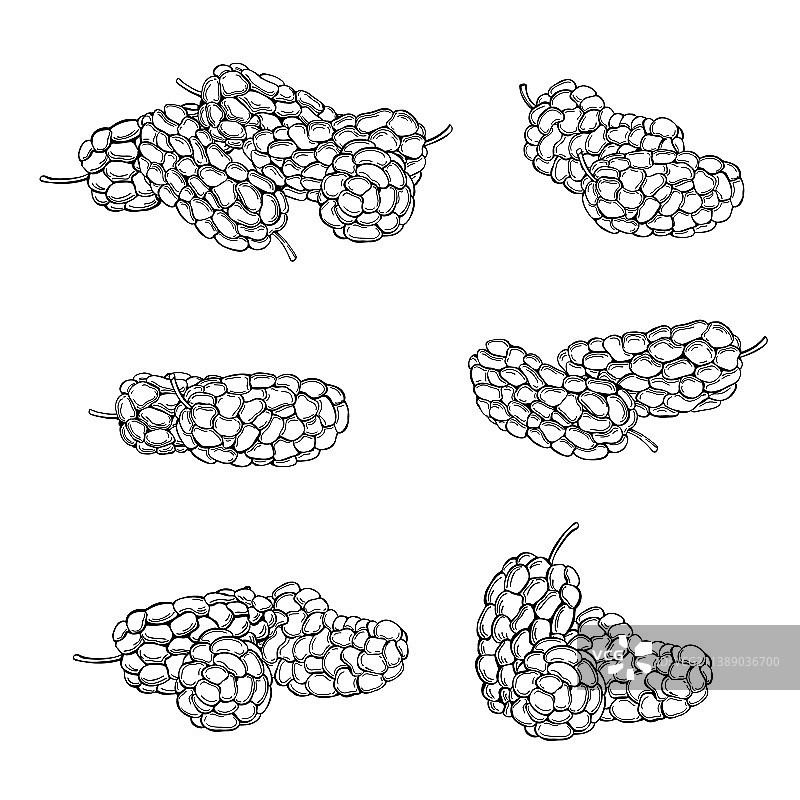 手绘桑葚速写图片素材