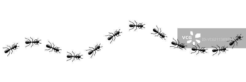 在白色背景中排队行走的蚂蚁图片素材