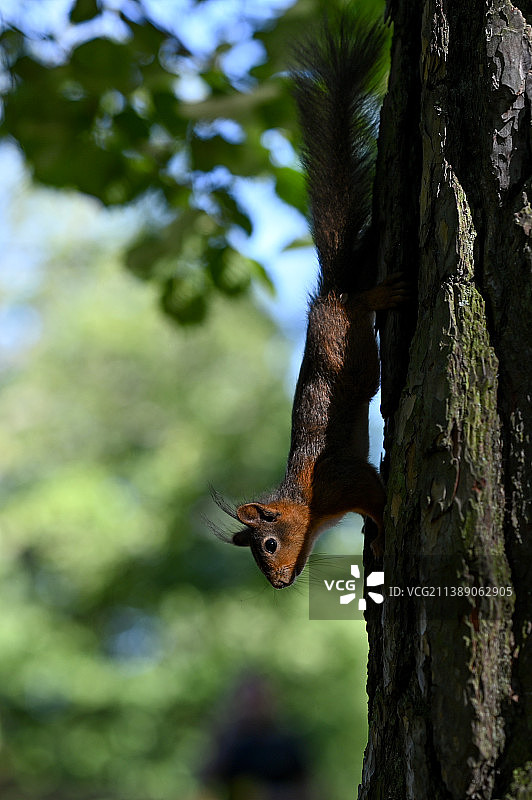 仲夏节的小松鼠图片素材